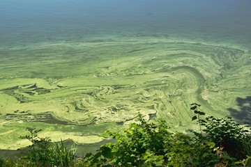 cyanobacteria on the water surface © palickam