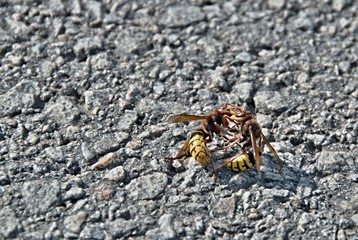 two hornets fight