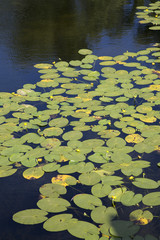 Water Lily Background, Castle Moat; Copenhagen