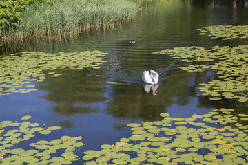 Swan and Water Lilies, Castle Moat; Copenhagen