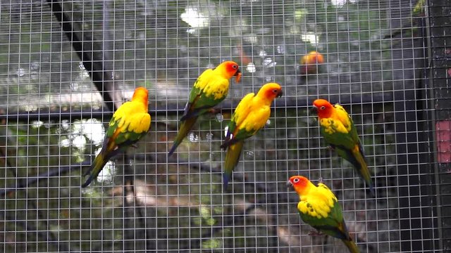 Sun Conure Parrots