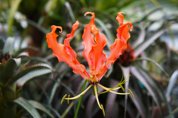 Gloriosa superba or flame lily red flower with green background