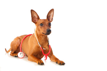 Zwergpinscher mit Stethoskop isoliert auf weißem Grund