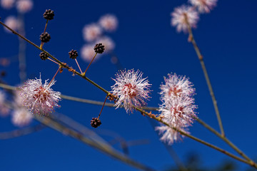 Flowers of Mimosa pudica at the brazilian cerrado forest
