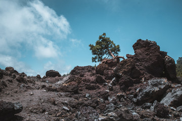 Nature and vulcanic landscapes in Tenerife, Spain