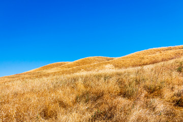 Golden grass grow on a hillside in California. Hills rise up into the background. Blue sky is in the background
