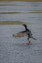 The little cormorant (Microcarbo niger)