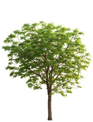 Obraz premium neem tree isolated from white background