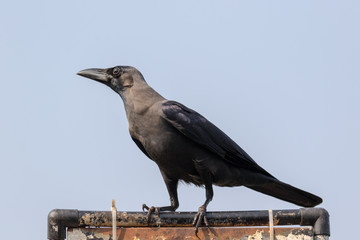 The house crow (Corvus splendens),