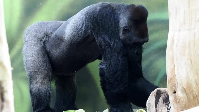 Gorilla eating vegetables. Gorilla having lunch (Gorilla gorilla). Portrait of a dominant male gorilla. 