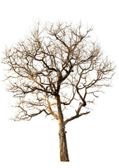 Fototapeta na wymiar Dead tree isolated white background