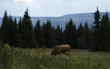 a cow grazing in a mountainous area