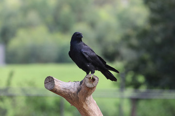 Crow