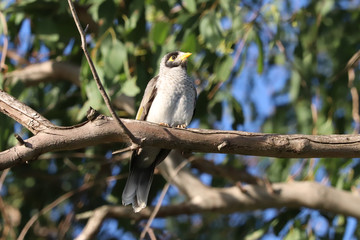 Noisy miner