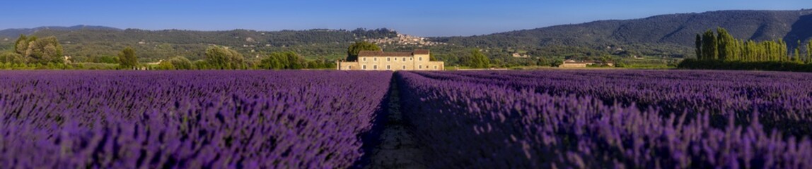 Obraz na płótnie Canvas Panorama di campi di lavanda fiorita