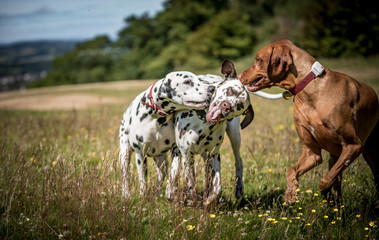 Dogs Playing in the Field