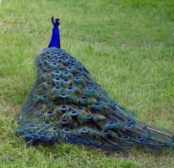 Obraz premium Peacock Strolling