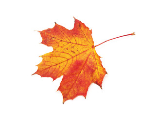 Naklejka na ściany i meble autumn maple leaf isolated on white background