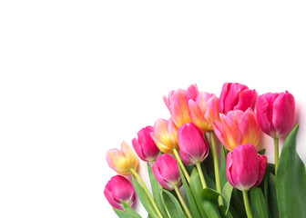 Obraz na płótnie Canvas Pink tulip on white background.
