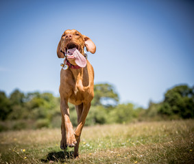 The Hungarian Vizsla