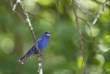 Male Blue Grosbeak Clutches Tree Branch