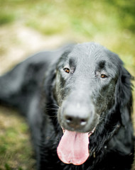 The Flat Coat Retriever