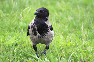 Black wild crow on green background
