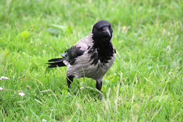 Black wild crow on green background