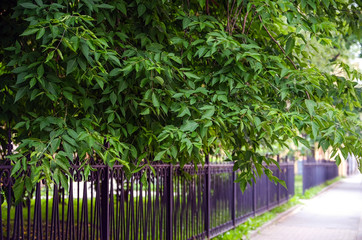 A branch of a young tree, green leaves. Swaying in the wind. Summer. Park area.