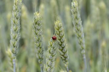 Juicy fresh ears of young green wheat and ladybug on nature in spring summer field close-up of macro