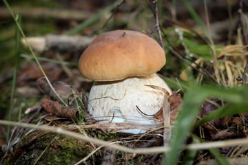 A big cep in autumn forest close-up