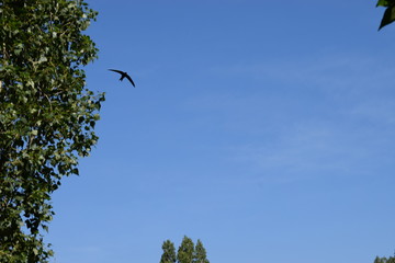 Swifts birds flying high in the sky on a summer day