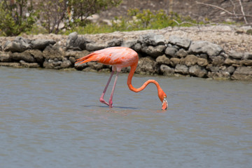 Flamingo im See
