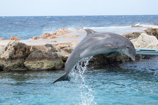 Delfine macht Luftsprung