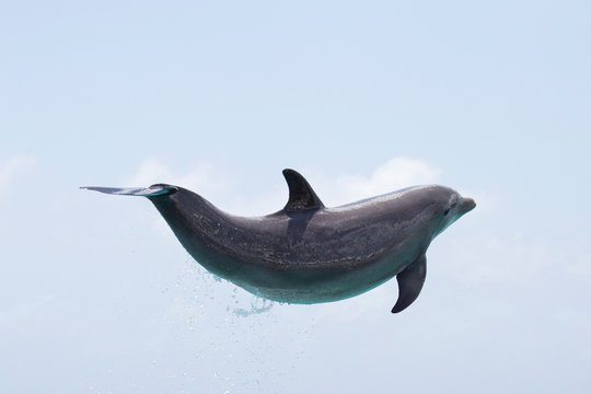 Delfin in der Luft...