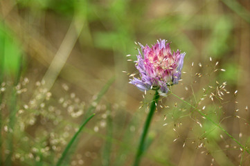 pink wildflowers