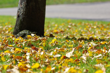 feuilles d'automne au pied d'un arbre
