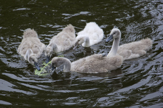 Young swans in the park, in summer