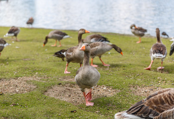 View of a group of brown ducklings strolling placidly along the bank