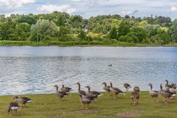 View of a landscape with a group of gray ducks on the shore