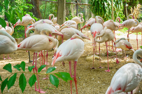 Meny greater flamingo live in a forest model.