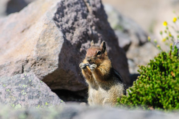 A golden mantled Squirrel sitting on the slopes of mount raineer