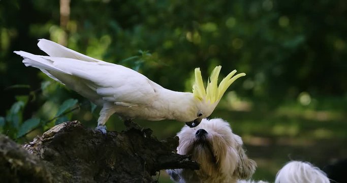 cockatoo kissing a little white hairy dog 1