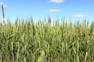 Obraz premium Rye field