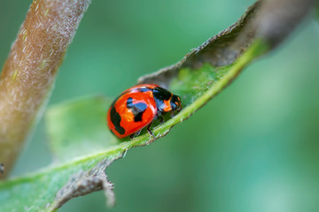 The ladybug on a leaf on a nature background.