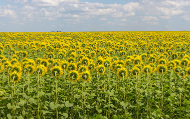 Field of sunflowers back. Blooming sunflowers meadow. Summer sunny landscape. Agriculture and farm background. Countryside concept. 