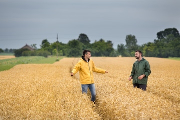 Naklejka na ściany i meble Farmers walking in wheat field