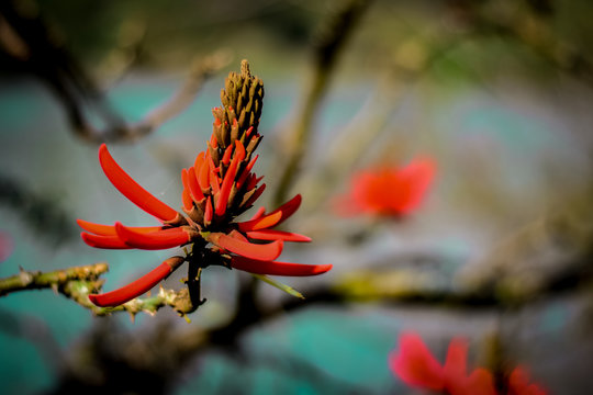 Erythrina speciosa: Also known as Erythrina - Chandelier, Mulungu of the Littoral. This photo was taken in an environmental conservation area in the state of São Paulo.