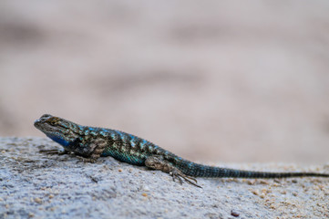 Characterized by its blue ventral Abdomen, the Western Fence Lizard is also known as the Blue Belly. Due to its blue ventral abdomen, it is also known as the Blue Belly Lizard. 
