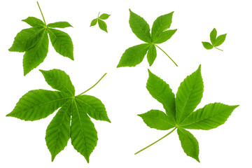 The chestnut leaf isolated on white